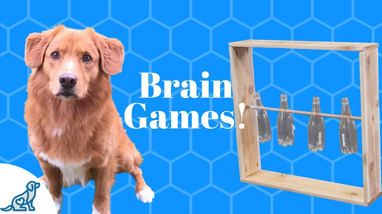 The 22 Best Ideas for Dog Brain Games Diy Home, Family, Style and Art