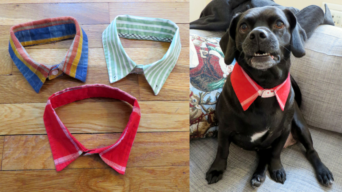 Dog Clothes DIY
 DIY Doggie Dress Shirt Collar – The Cheerful Times