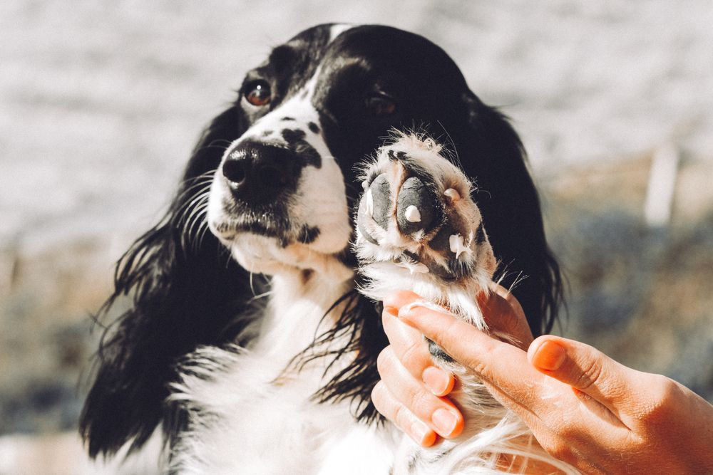 Dog Paw Moisturizer DIY
 DIY Homemade Dog Paw Balm Recipe in 2020