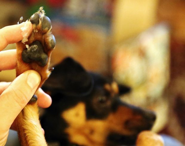 Dog Paw Moisturizer DIY
 Unusual Uses for Vaseline
