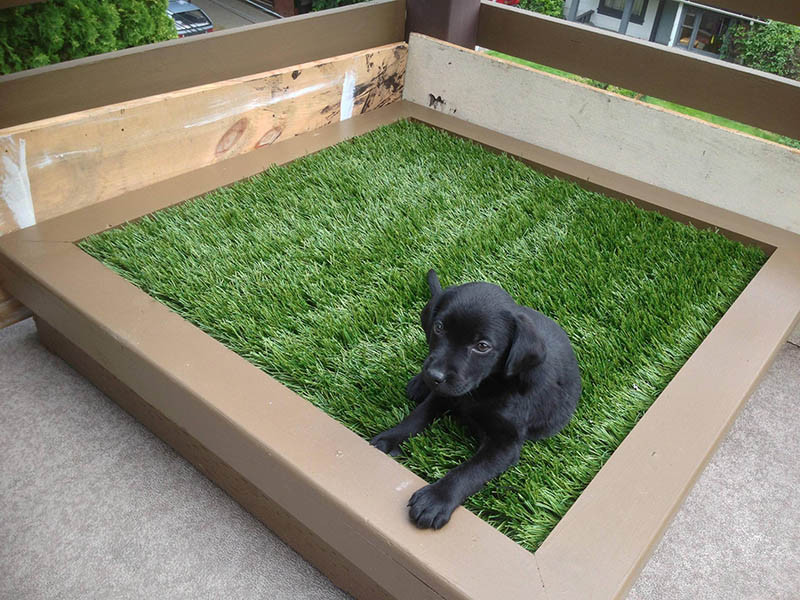 Dog Potty Grass DIY
 14 DIY Dog Porch Potty & Grass Box Projects