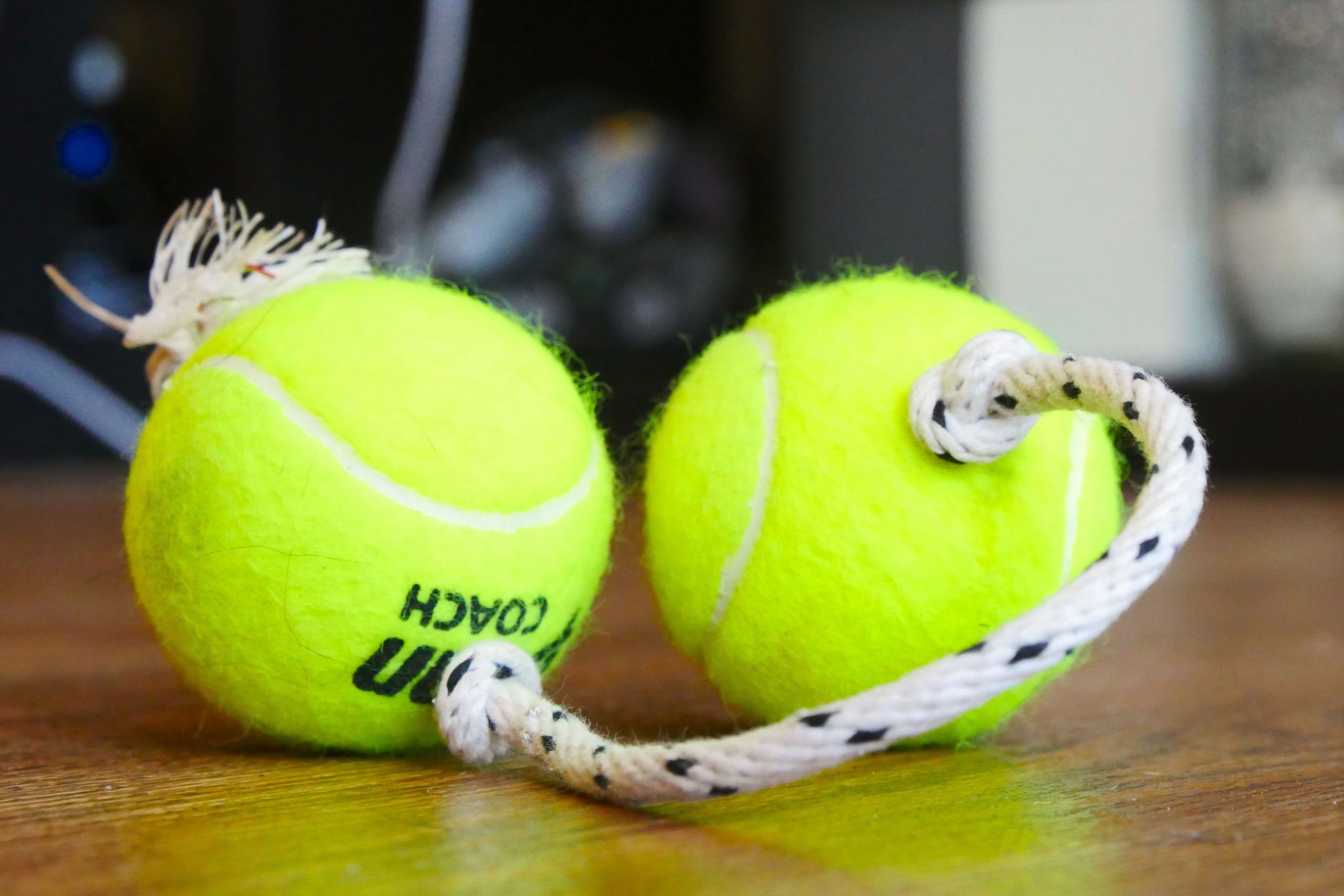 Dog Toys DIY
 5 DIY dog toys you make in minutes CNET