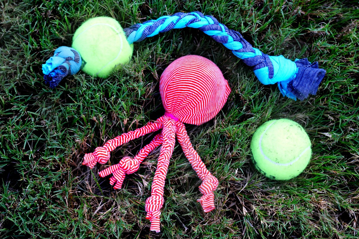 Dog Toys DIY
 DIY Dog Toys Using Old Tennis Balls Simply Shellie