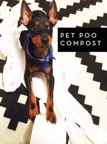 Dog Waste Composter DIY
 DIY Pet Poo poster PetHaus