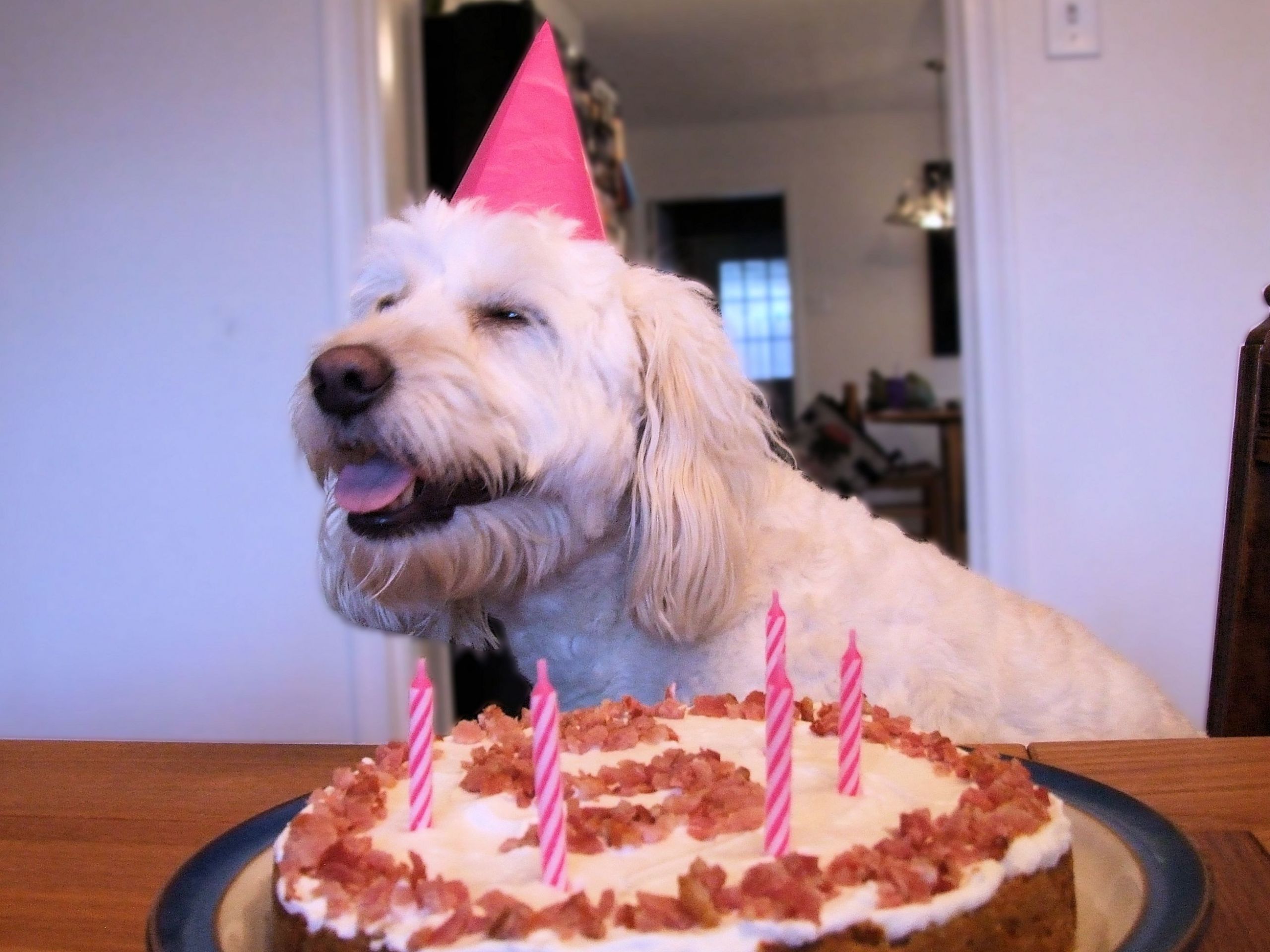 Dog With Birthday Cake
 A Puppy Treat Dog Birthday Cake