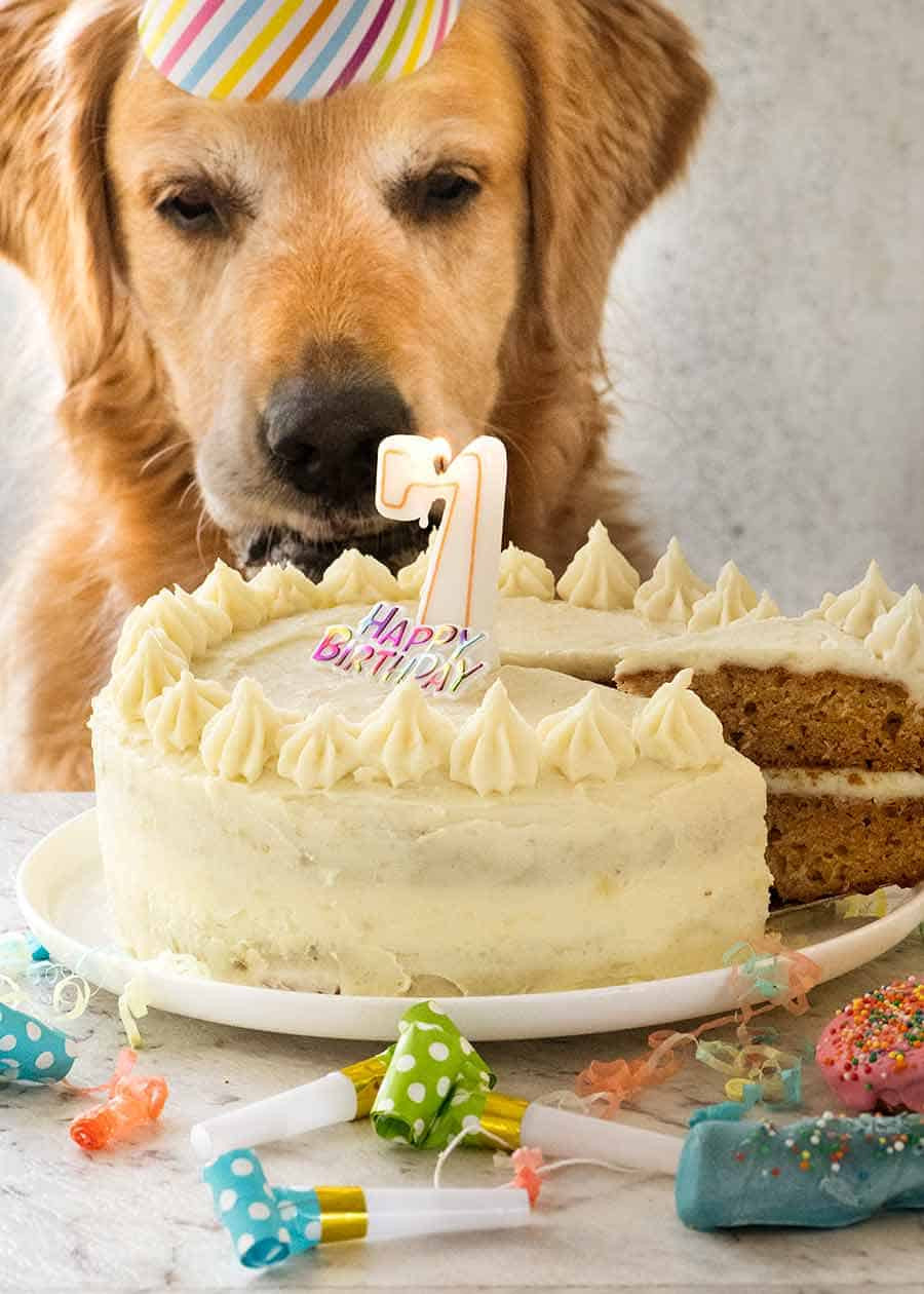 Dog With Birthday Cake
 Dog Cake recipe for Dozer s birthday