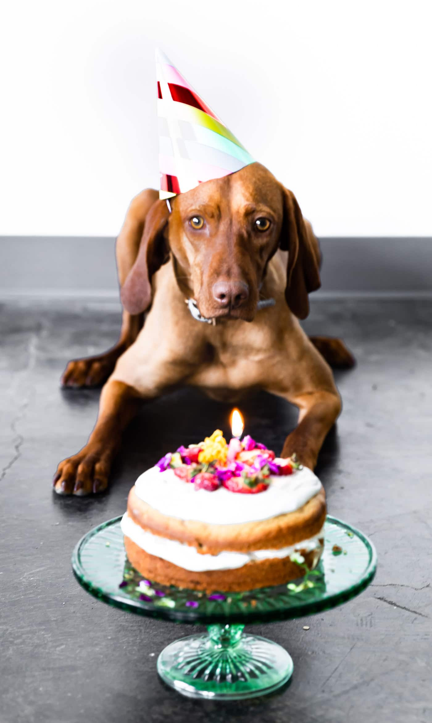 Dog With Birthday Cake
 Birthday Cake for Dogs Grain Free Recipe