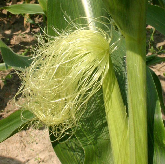 Fiber In Corn
 Corn fiber – an exciting addition to the world of fabrics