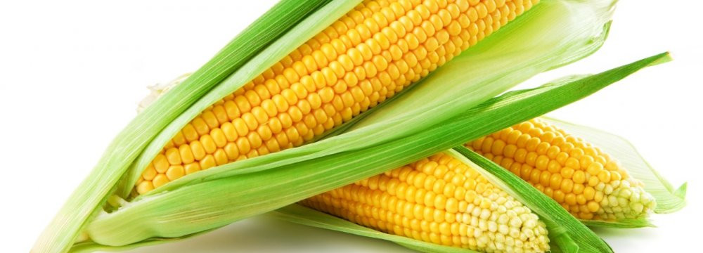 Fiber In Corn
 Soluble Corn Fiber May Improve Girls’ Bone Health