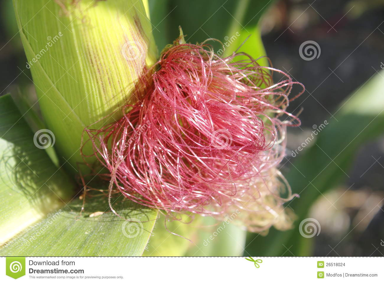 Fiber In Corn
 Corn Fiber Stock Image
