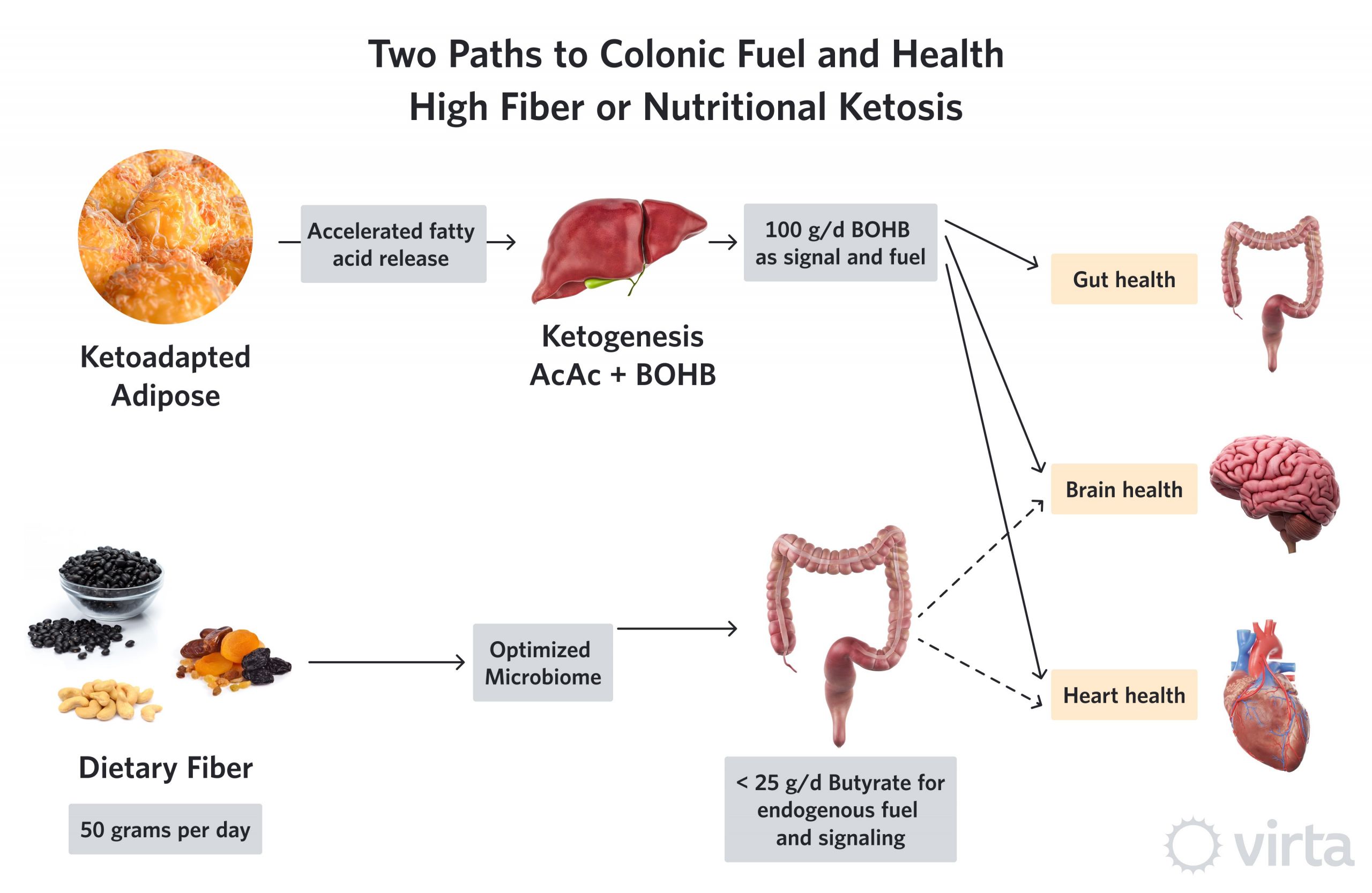 Fiber On A Keto Diet
 Fiber and Colon Health A Well Formulated Ketogenic Diet