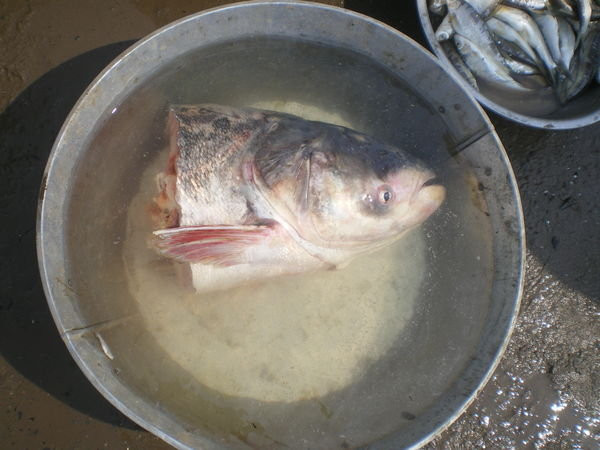 Fish Head Stew
 Fish Head Stew