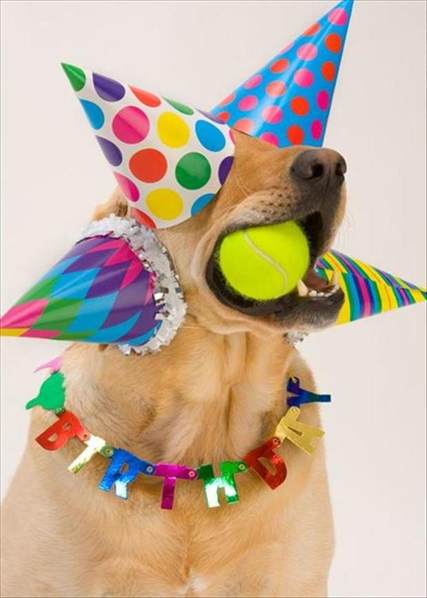Funny Birthday Ideas
 funny birthday parties Dump A Day