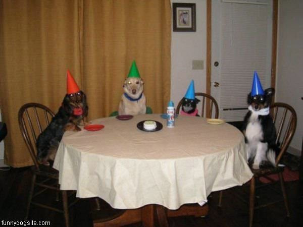 Funny Birthday Party Pictures
 Birthday Party funnydogsite