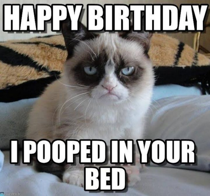 Funny Cat Birthday Meme
 101 Funny Cat Birthday Memes for the Feline Lovers in Your