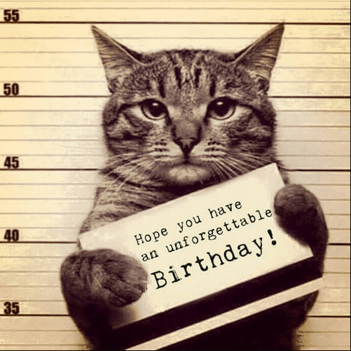 Funny Cat Birthday Meme
 Happy Birthday Cat Meme Funny Happy Birthday Meme