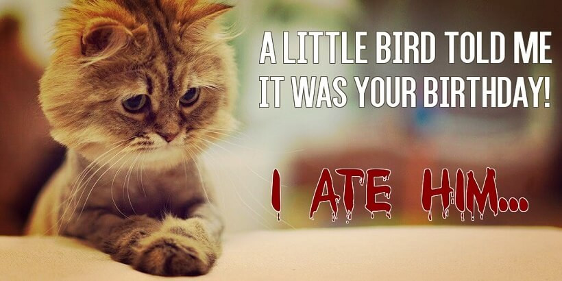Funny Cat Birthday Meme
 Best Happy Birthday Cat Meme