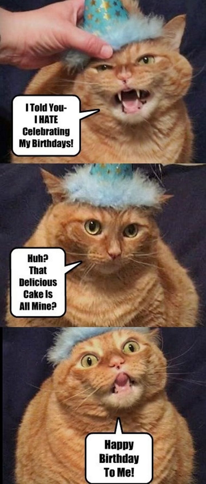Funny Cat Birthday Meme
 101 Funny Cat Birthday Memes for the Feline Lovers in Your