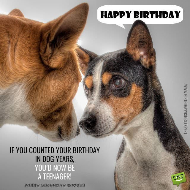 Funny Dog Birthday Wishes
 Huge List of Funny Birthday Messages Wishes