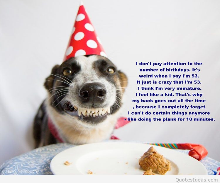 Funny Dog Birthday Wishes
 Topic birthday quotes wishes and happy birthday images quotes