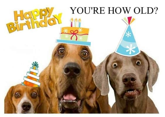 Funny Dog Birthday Wishes
 100 Funniest Happy Birthday Dog Memes