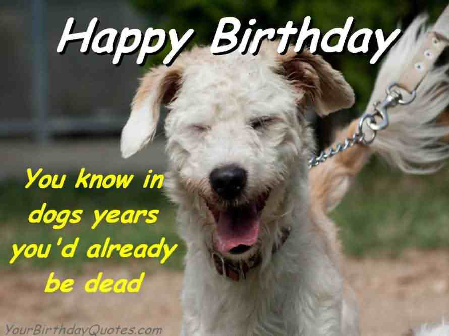 Funny Dog Birthday Wishes
 41 Best Funny Birthday Wishes For Birthday Boy Girl Aunt
