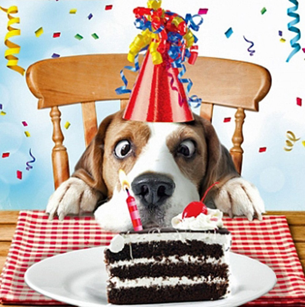 Funny Dog Birthday Wishes
 Happy Birthday Funny animals Happy Birthday pictures