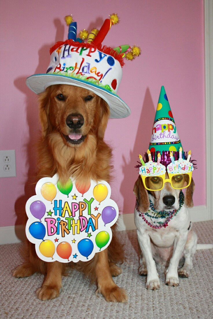 Funny Dog Birthday Wishes
 Happy Birthday Wishes Latest Collection