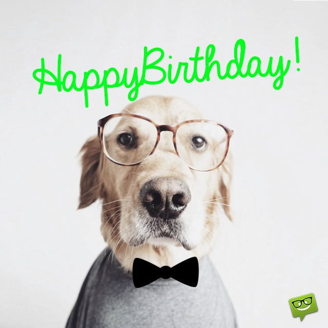 Funny Dog Birthday Wishes
 41 Best Funny Birthday Wishes For Birthday Boy Girl Aunt