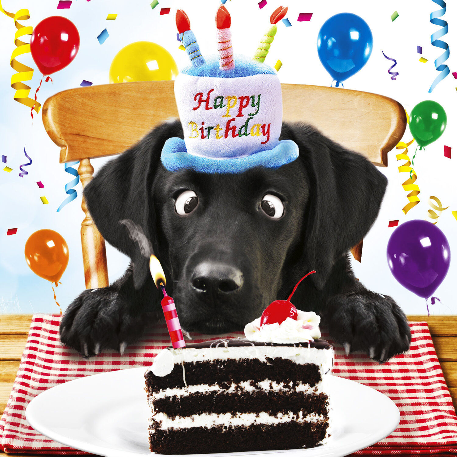 Funny Dog Birthday Wishes
 Black Labrador Birthday Card For Me Funny Dog & Birthday