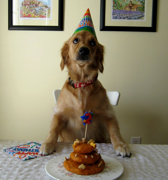 Funny Dog Birthday Wishes
 Dog Birthday Quotes QuotesGram