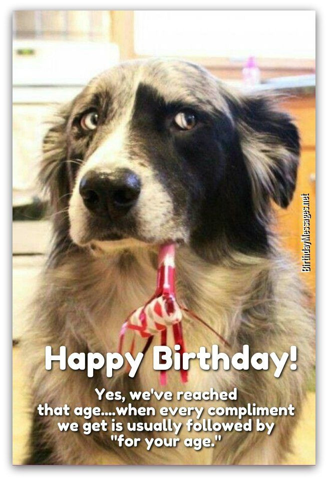 Funny Dog Birthday Wishes
 31 Funny Birthday Wishes