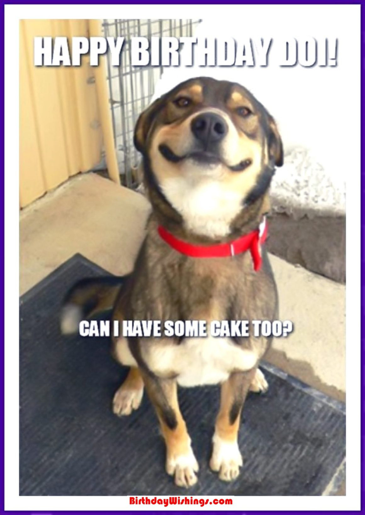 Funny Dog Birthday Wishes
 Funny Happy Birthday Memes With cats Dogs & Funny Animals
