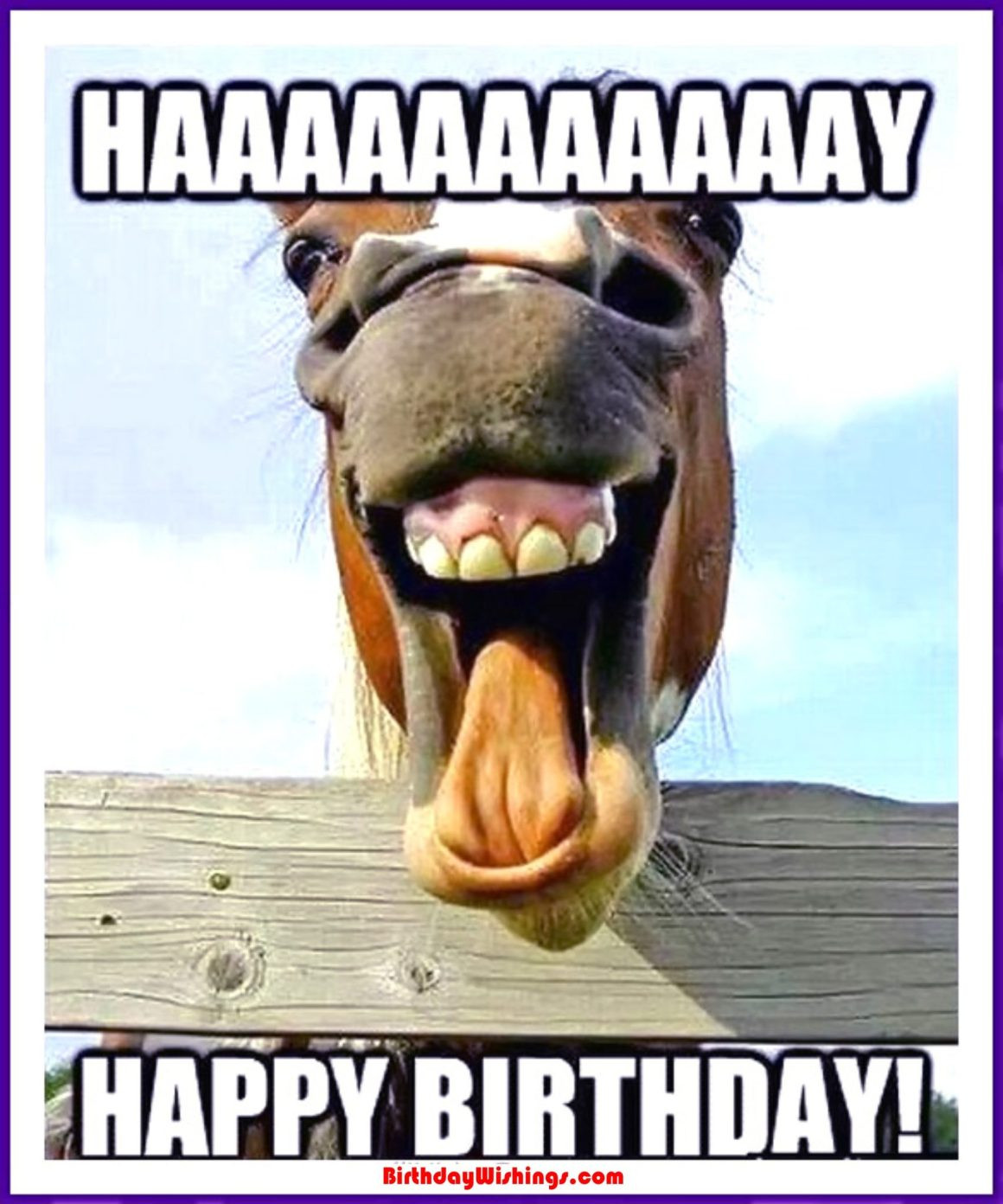 Funny Happy Birthday Meme
 Funny Happy Birthday Memes With cats Dogs & Funny Animals