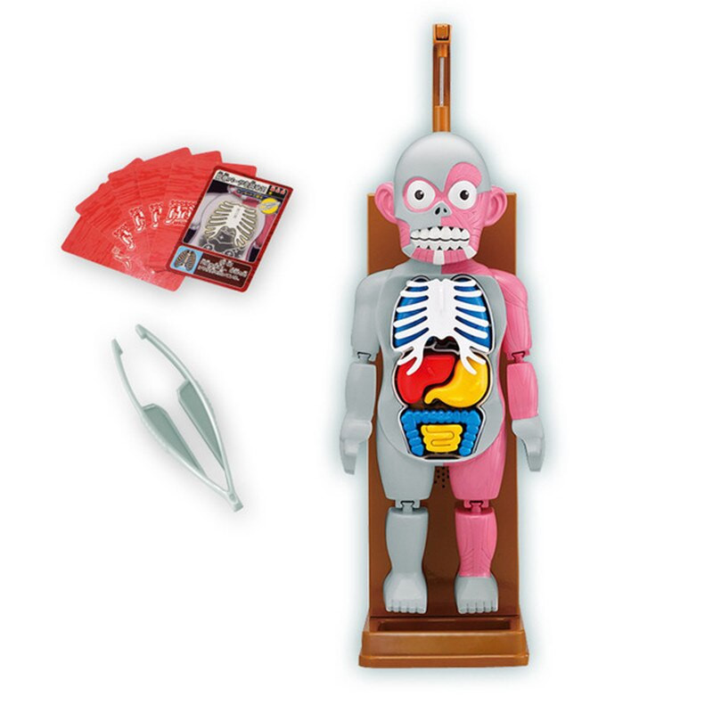 Gag Gifts For Kids
 Human Body Model Trick Joke Game 3D Novelties Toys Gag