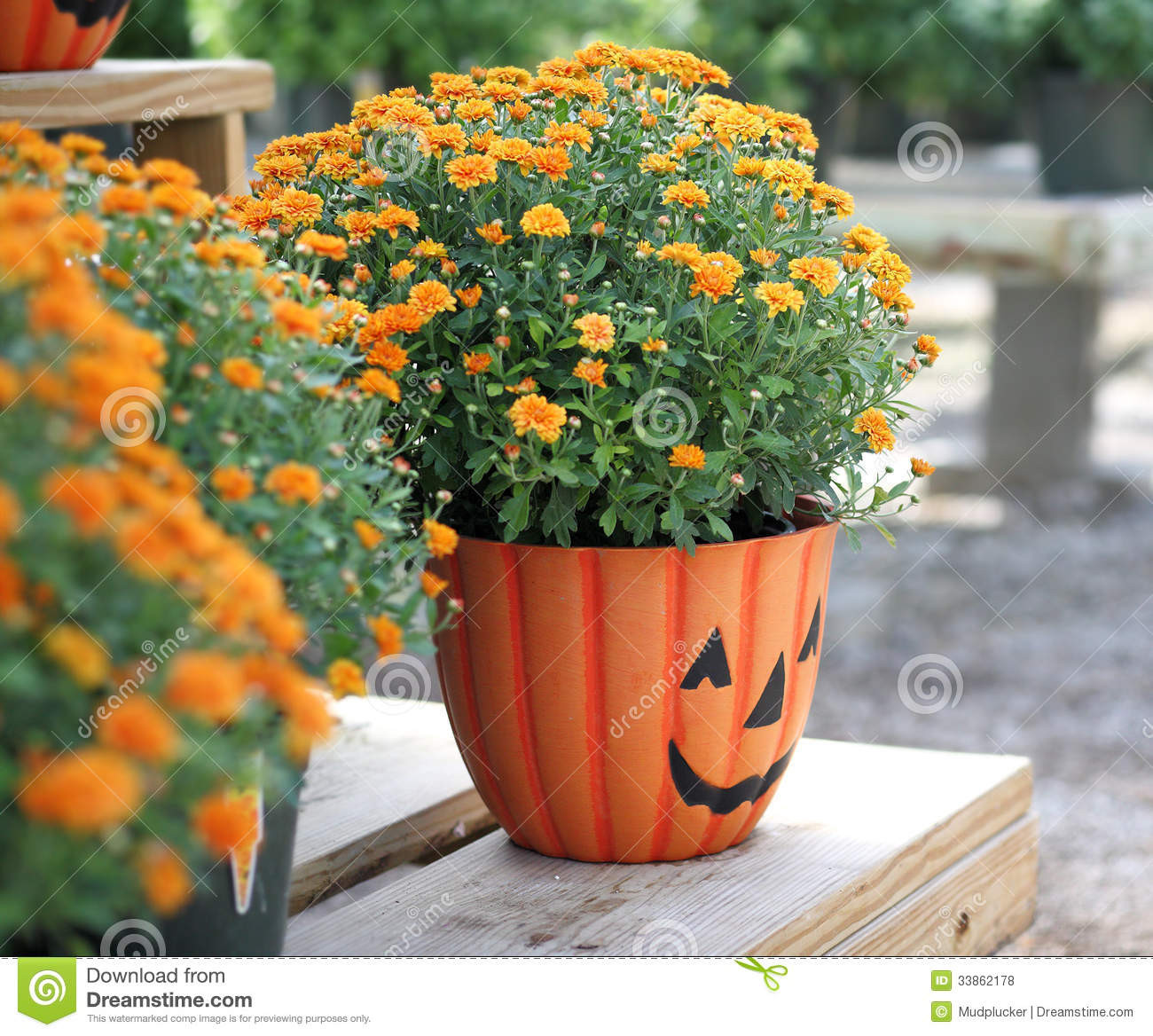 Halloween Flower Pots
 Halloween Pumpkin Mums stock photo Image of mums orange