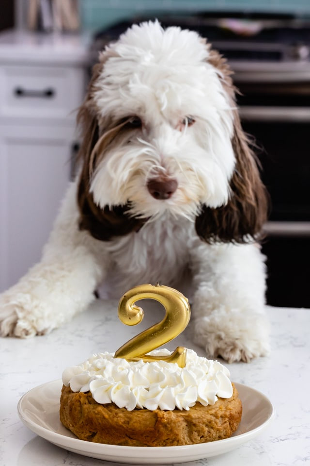 Homemade Dog Birthday Cake
 Easy Homemade Dog Cake Crazy for Crust