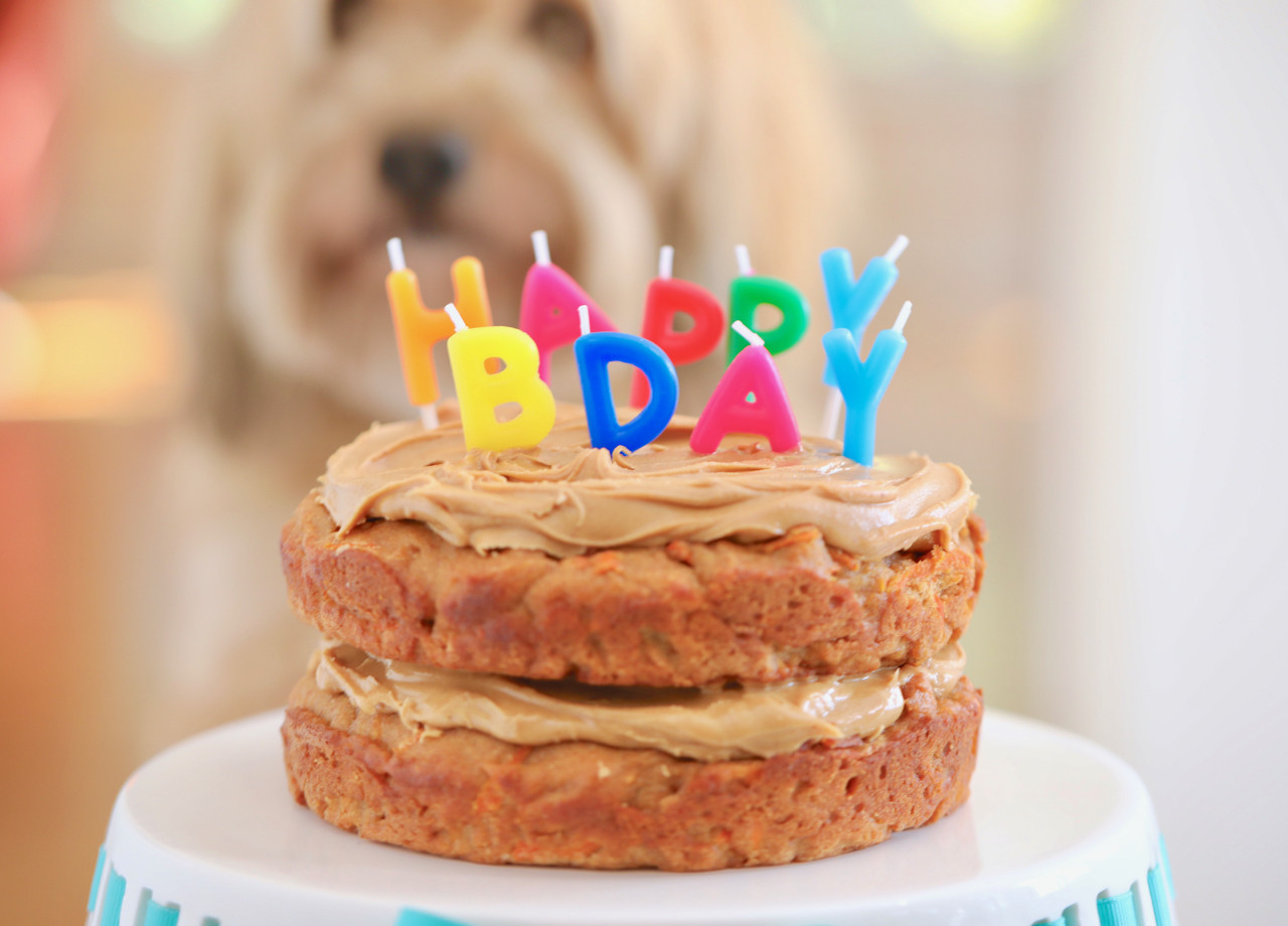Homemade Dog Birthday Cake
 Dog Birthday Cake Recipe For Your Furry Friend Bigger