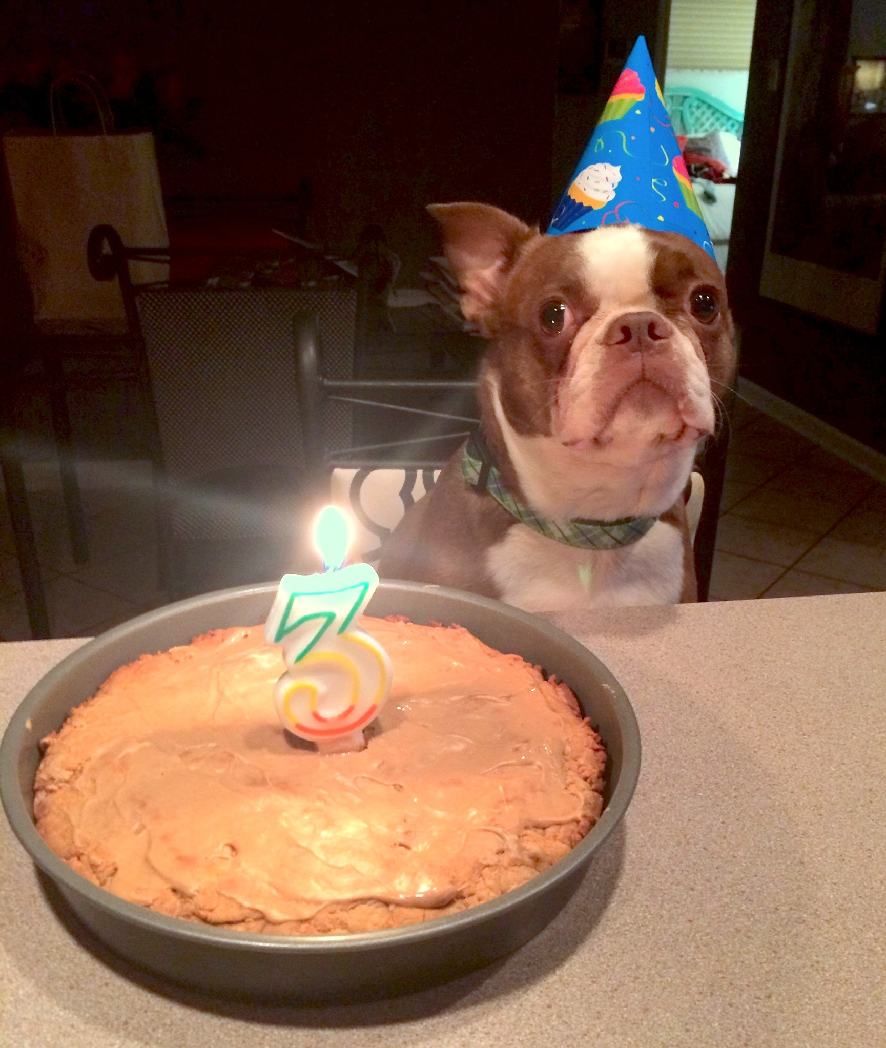 Homemade Dog Birthday Cake
 Maniac Mutt Birthday Homemade Birthday Cake for Dogs