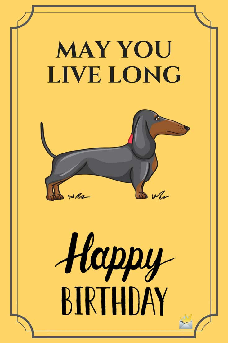 Humorous Birthday Wishes
 The 25 dog birthday wishes that you need to add humor to