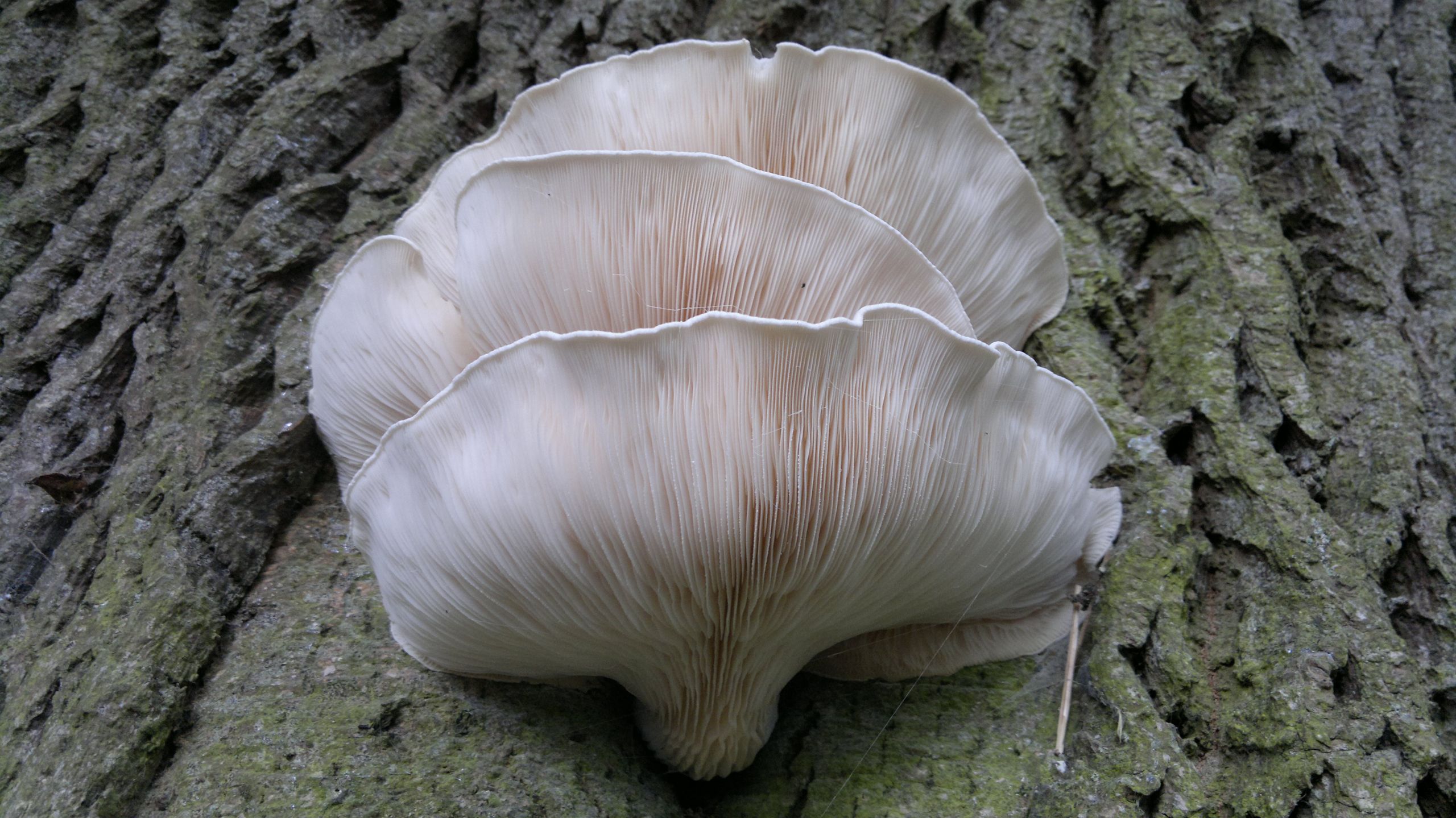 Identifying Oyster Mushrooms
 graphy What Make These Mushrooms Stunning