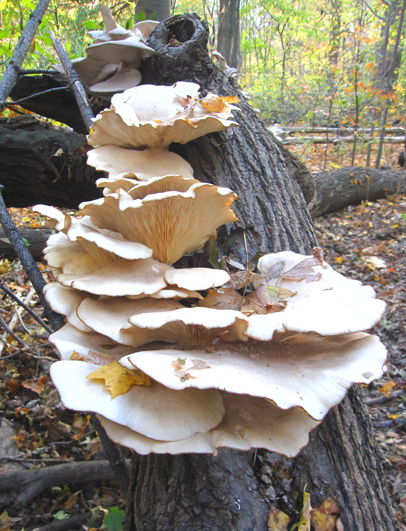 Identifying Oyster Mushrooms
 July 2014
