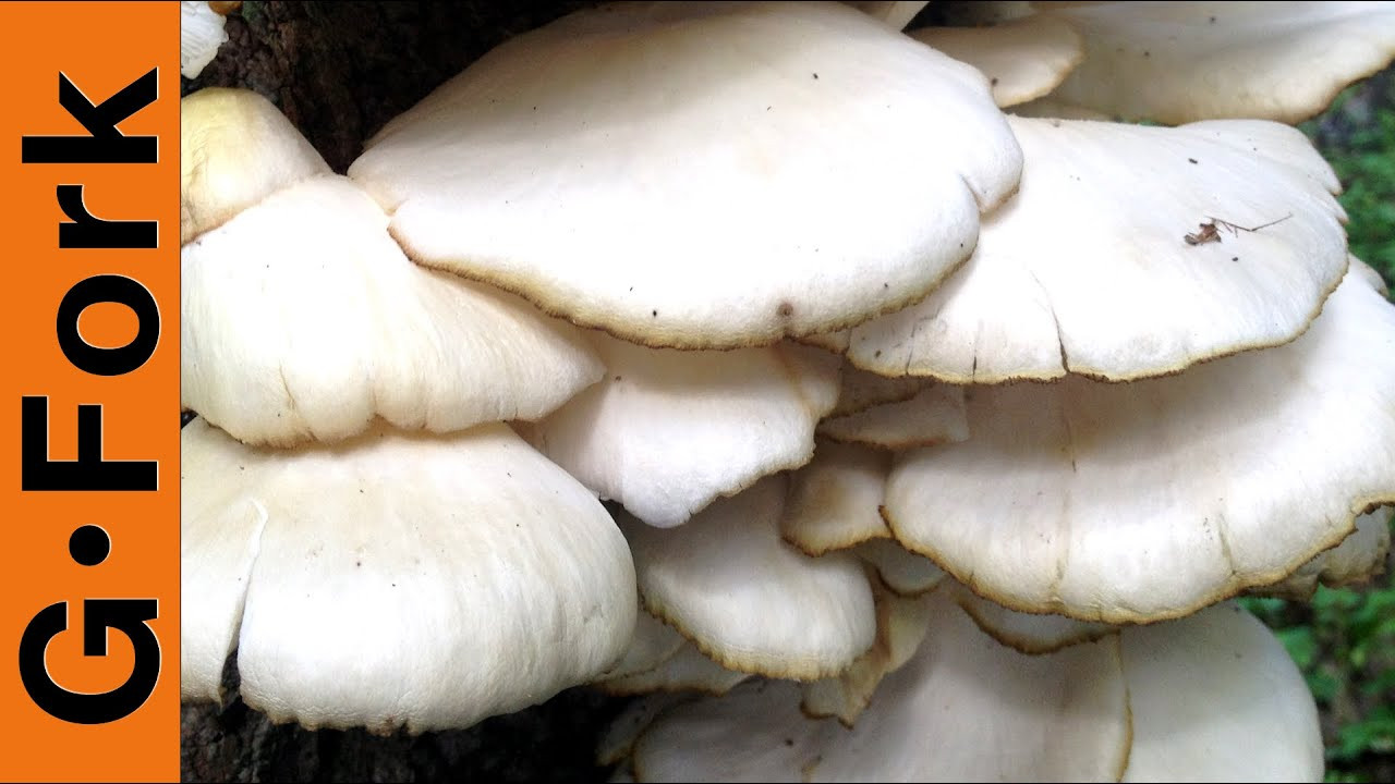 Identifying Oyster Mushrooms
 Mushroom Identification & Foraging Oysters GardenFork