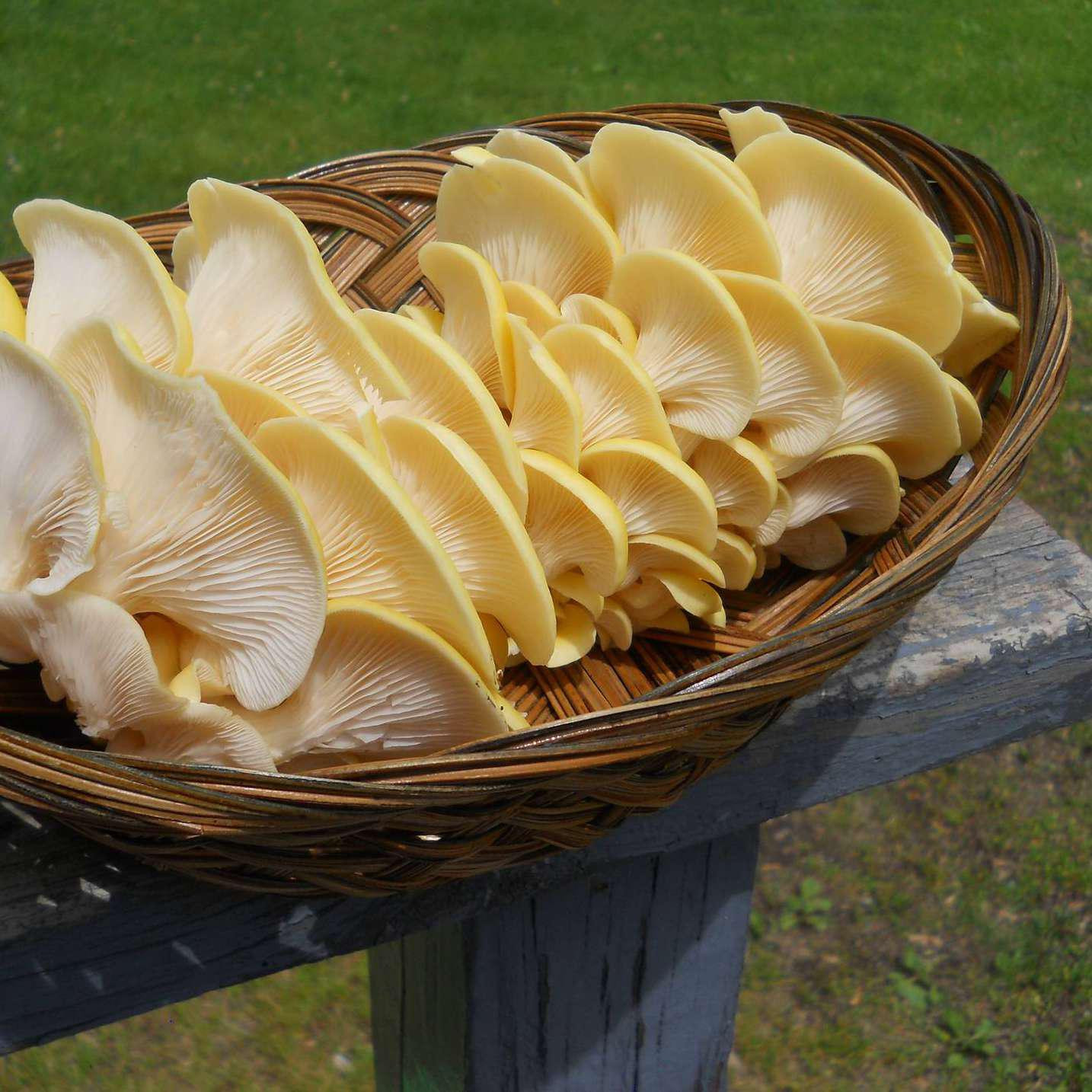 Identifying Oyster Mushrooms
 Edible Oyster Mushroom Hunting and Identification