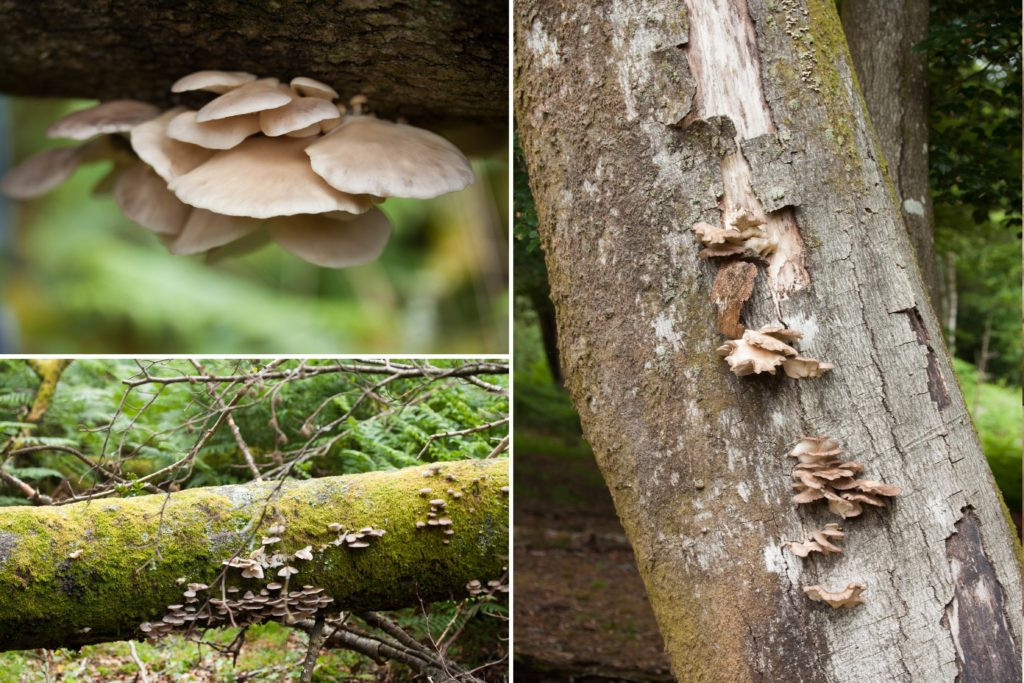 Identifying Oyster Mushrooms
 A sure proof guide on how to identify and pick oyster