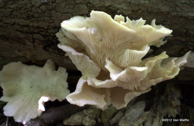 Identifying Oyster Mushrooms
 Foraging for wild mushrooms two safe species