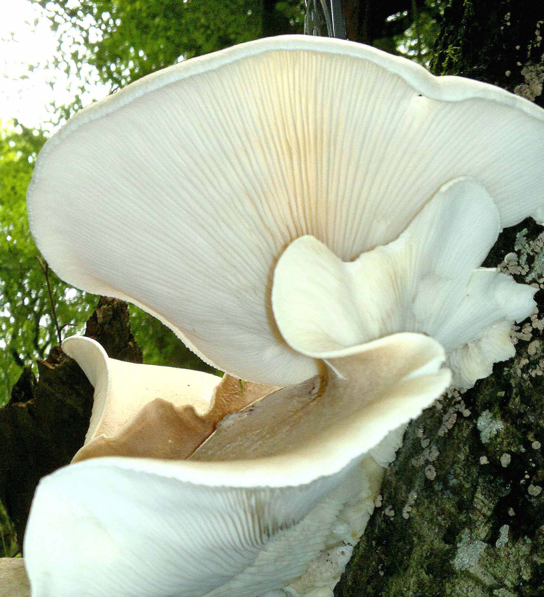 Identifying Oyster Mushrooms
 oyster mushroom – Galloway Wild Foods