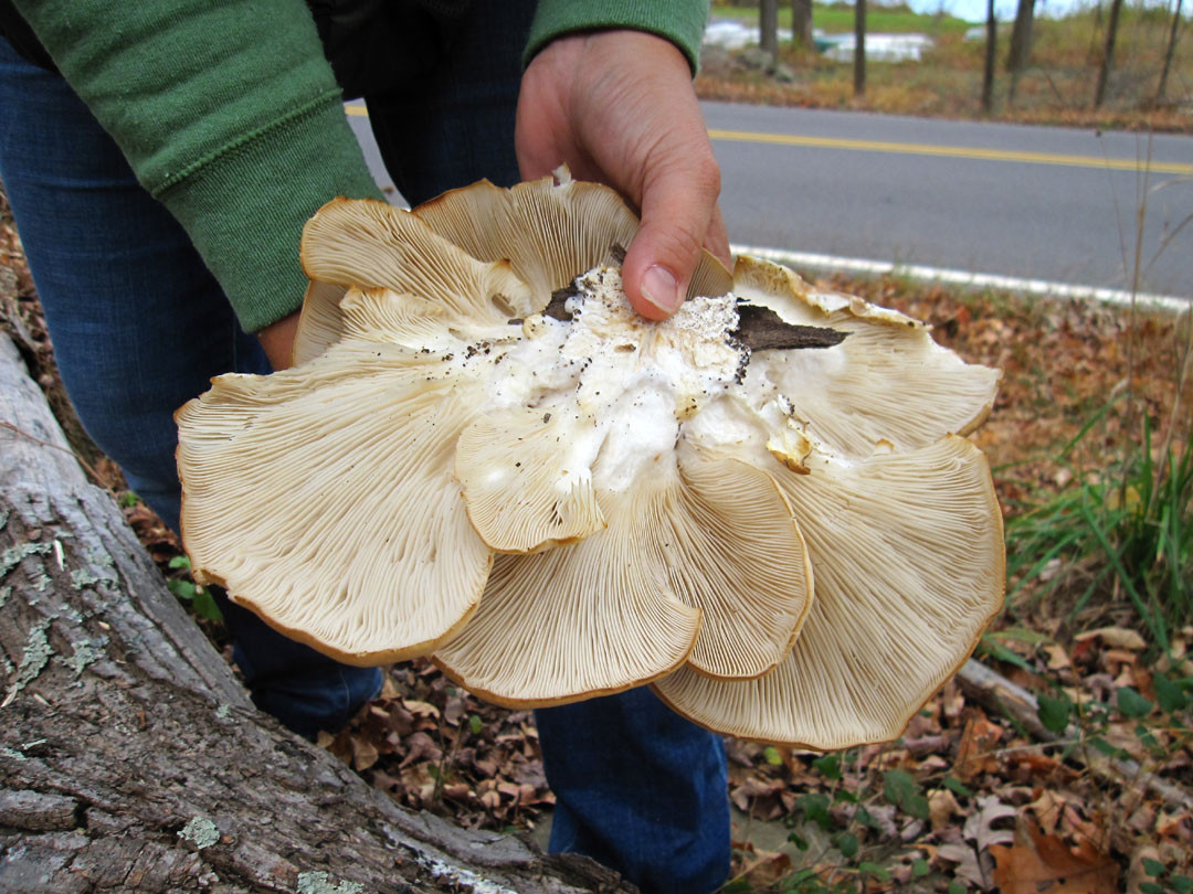 Identifying Oyster Mushrooms
 66 Square Feet Plus Oyster mushrooms