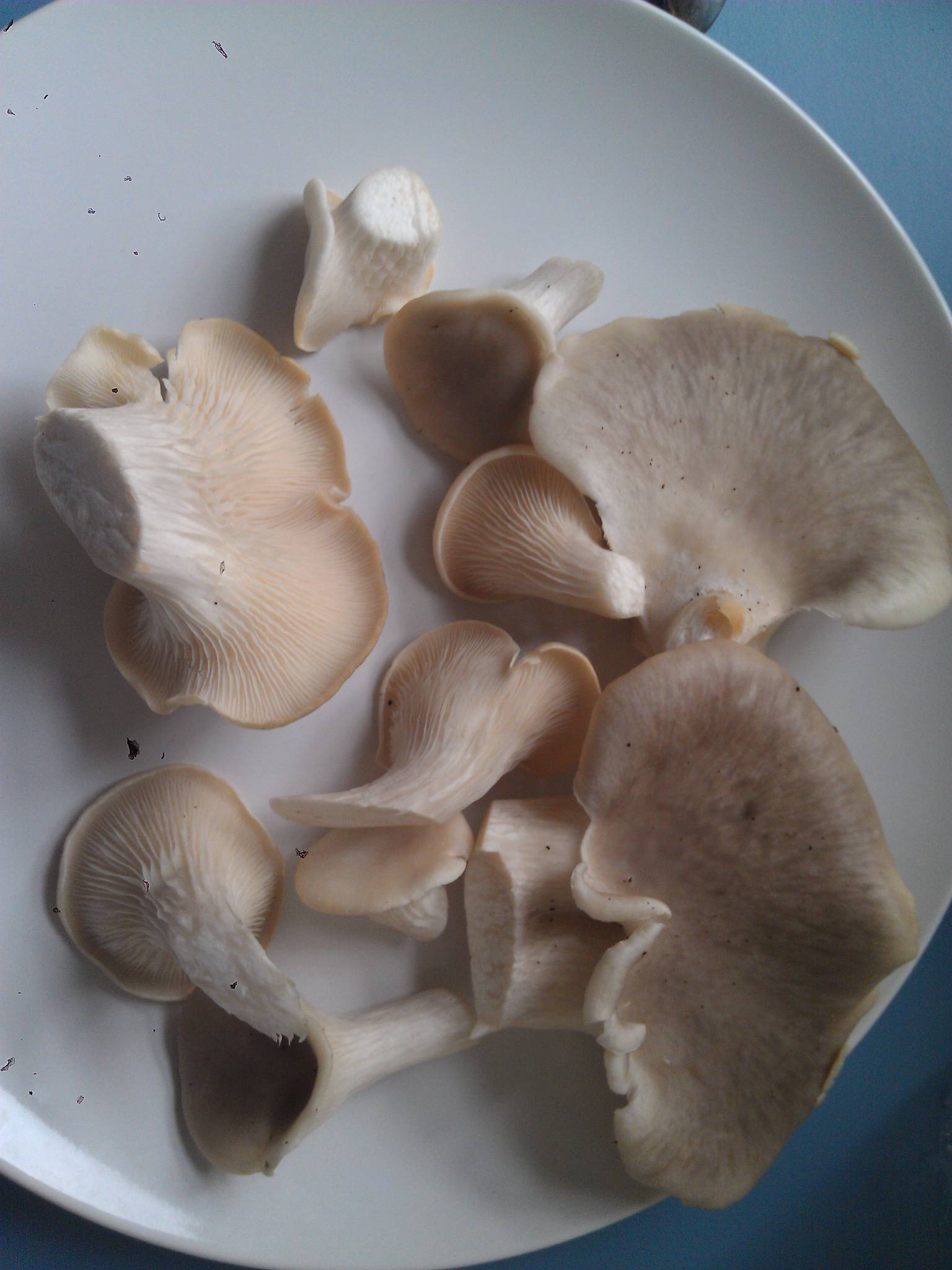 Identifying Oyster Mushrooms
 edible oyster Mushroom Hunting and Identification