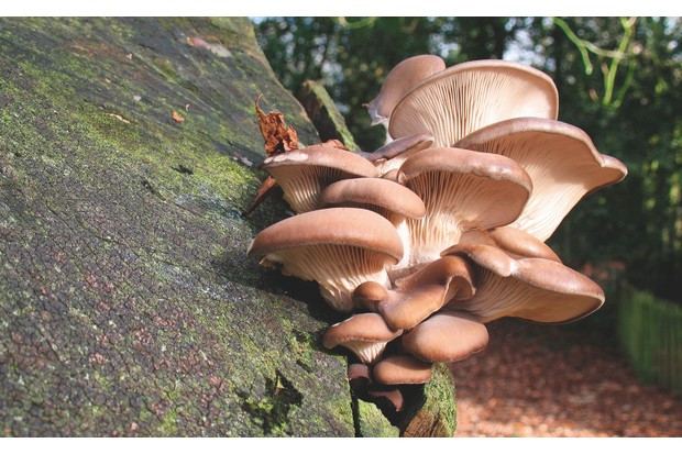 Identifying Oyster Mushrooms
 Types of British mushrooms identification guide